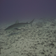 A shark swims over a coral reef at Rapture Reef in French Frigate Shoals that was heavily damaged by Hurricane Walaka